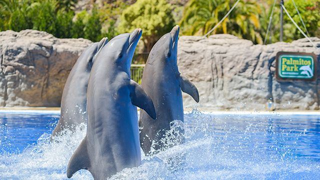 Offerta Hotel+Acquario di Cattolica all’Hotel Gabbiano